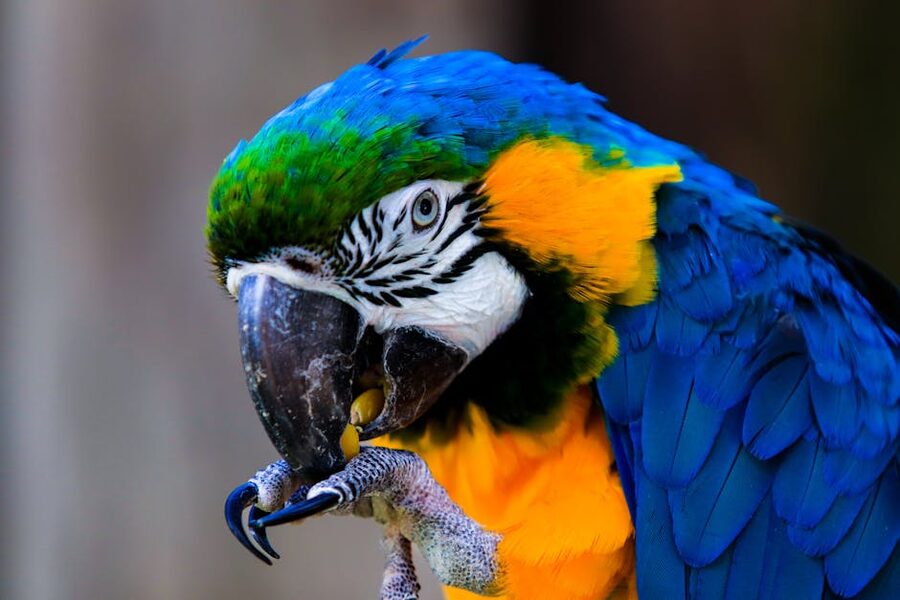 A colourful macaw eating with its beak