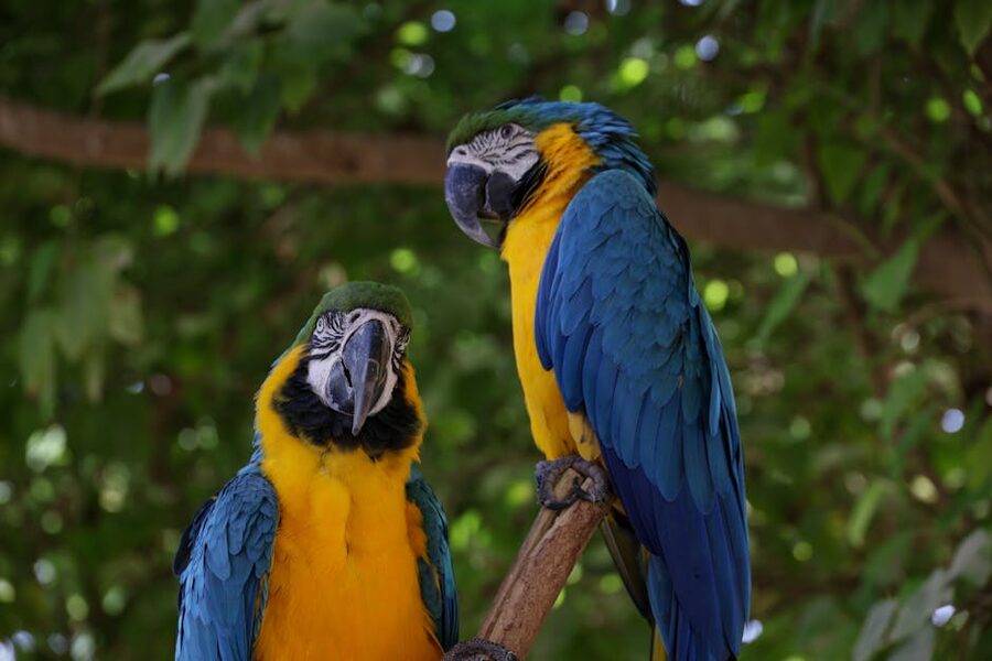 A pair of blue and yellow macaws perched on a branch