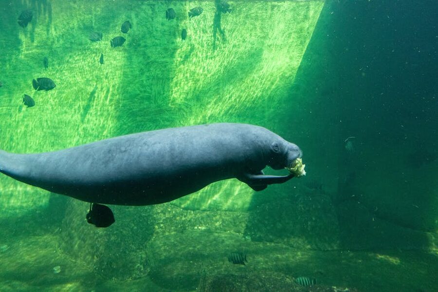 West Indian manatee feeding underwater in an aquarium tank