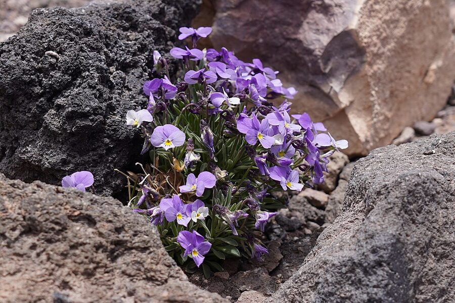 The Teide violet, a high-altitude endemic flower in the caldera