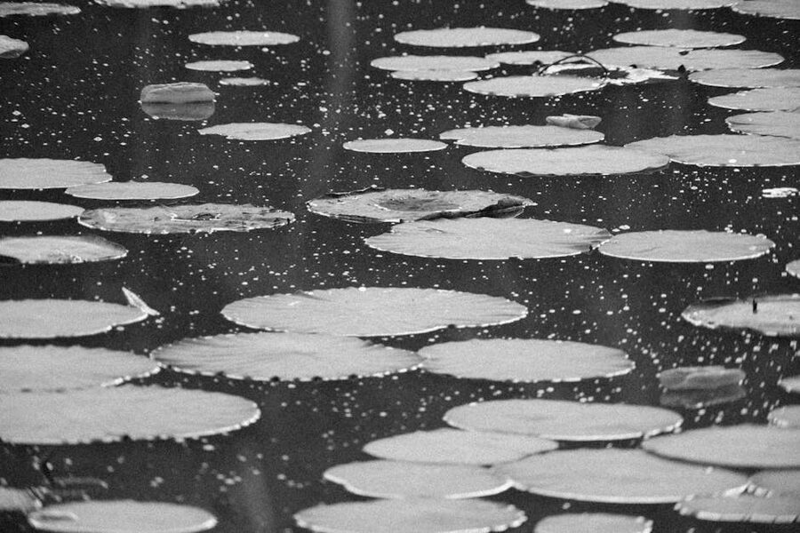 Black-and-white photograph of water lilies on a pond