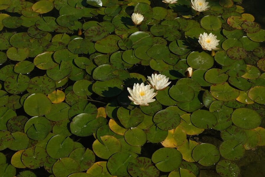 Water lilies on a tranquil pond surface