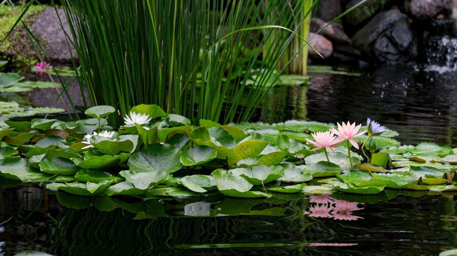Pink water lilies blooming on a pond