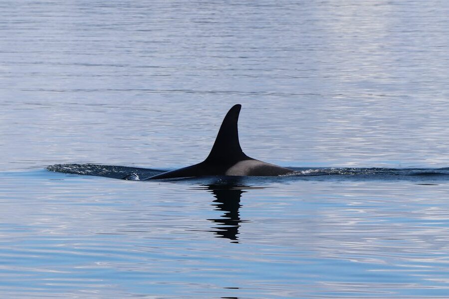 An orca dorsal fin breaking the surface of open water