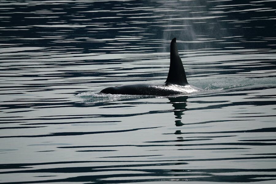 An orca swims in open ocean water