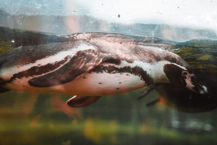 Penguin swimming underwater in an aquarium tank