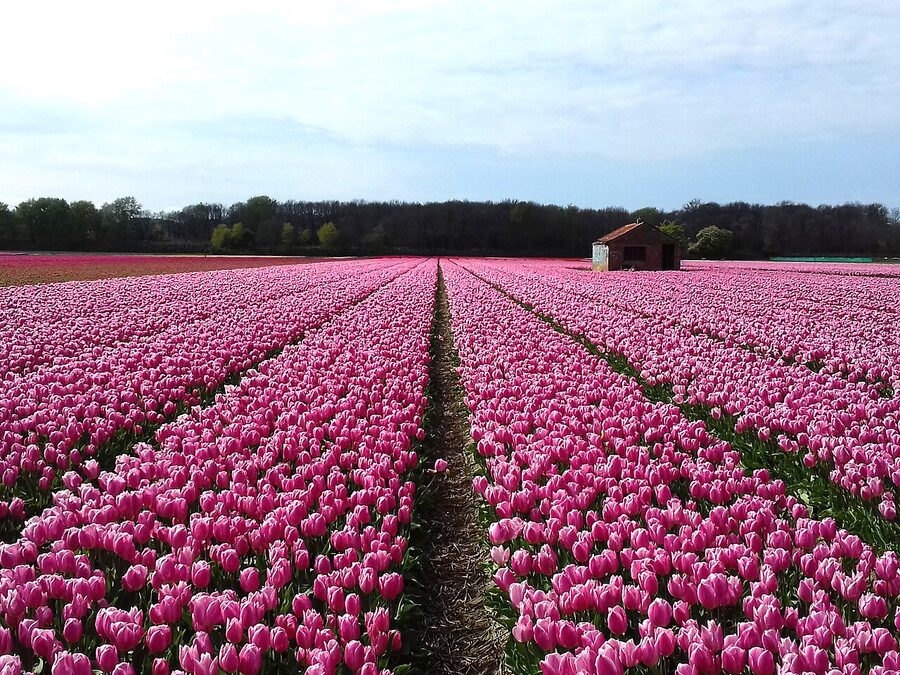 Pink tulip fields in Bollenstreek near Hillegom