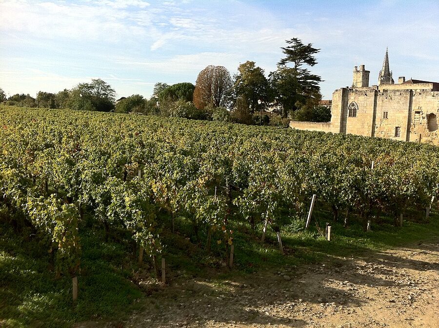 Right Bank Bordeaux vineyard near Saint-Émilion