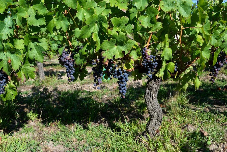 Wine grapes ripening on the vine in a Bordeaux vineyard