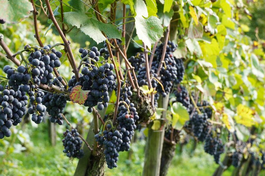 Red grape clusters on the vine in a Bordeaux vineyard