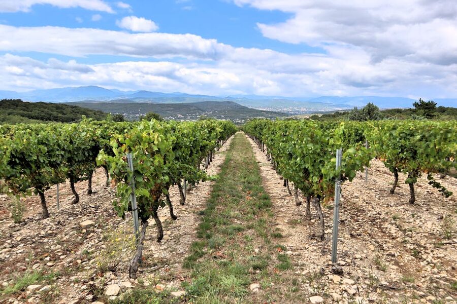 Rows of grapevines in a Bordeaux vineyard