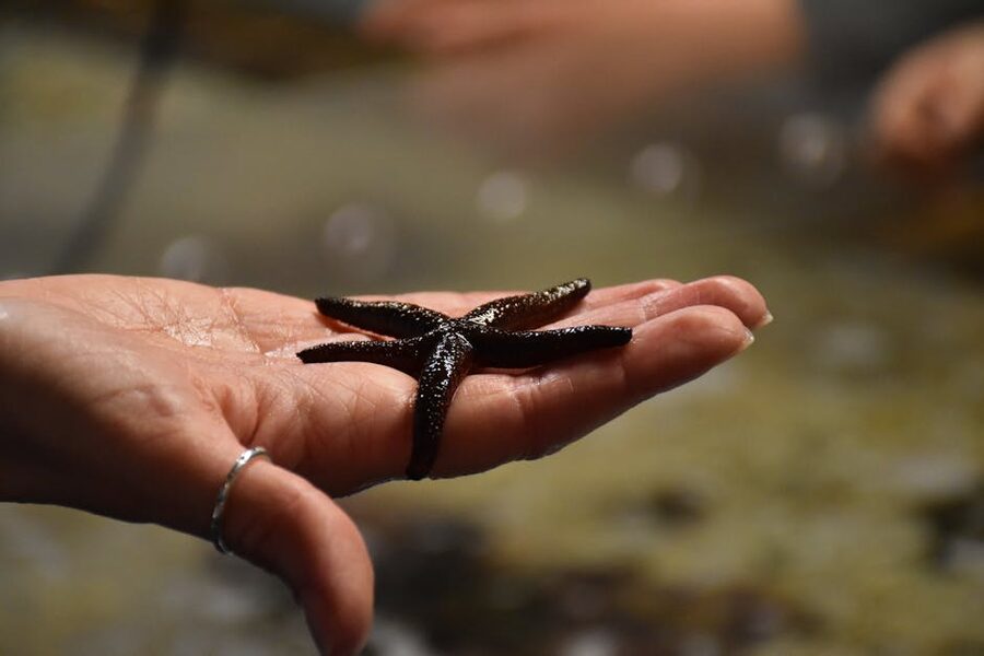 Child's hand holding a starfish at the Genoa Aquarium touch tank