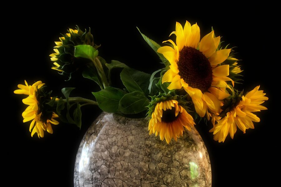 Sunflowers in a vase still life reference for Van Gogh's Sunflowers