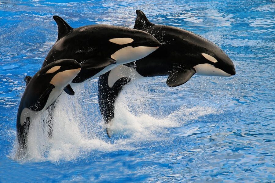 Three orcas leaping from blue water