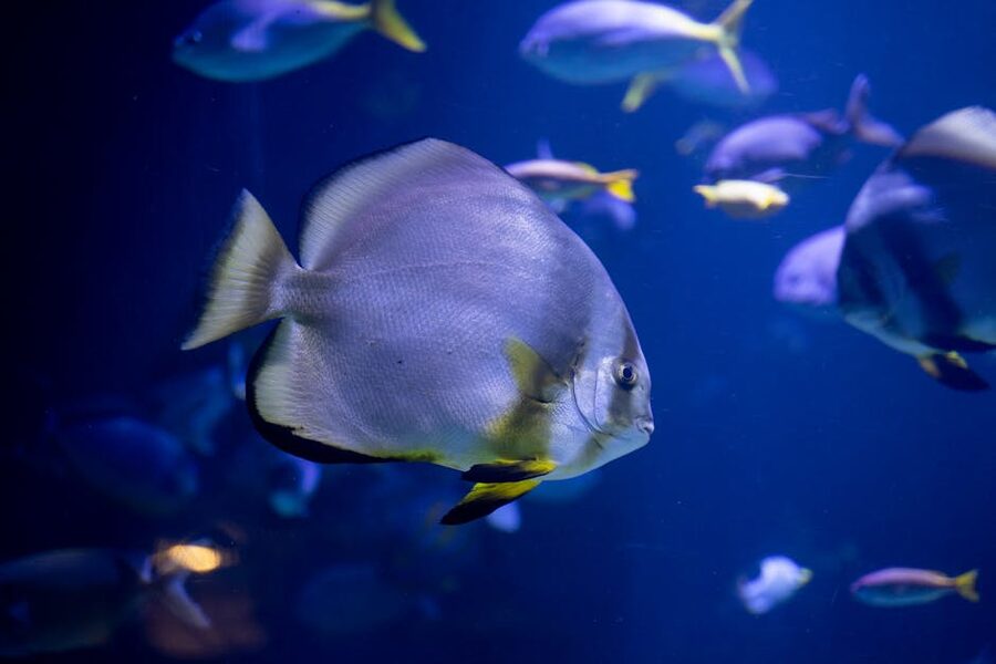 A school of tropical fish swimming in blue waters