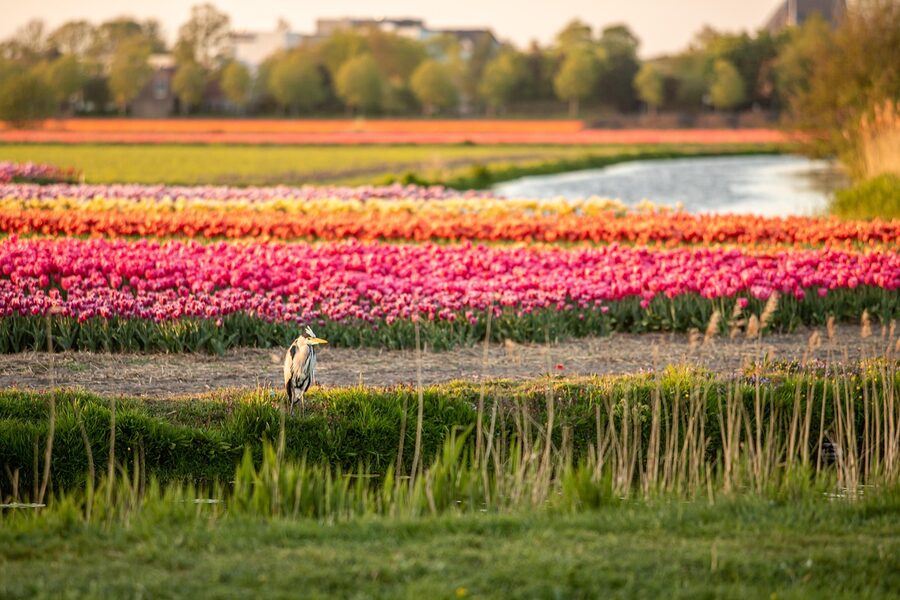 Heron in a tulip field