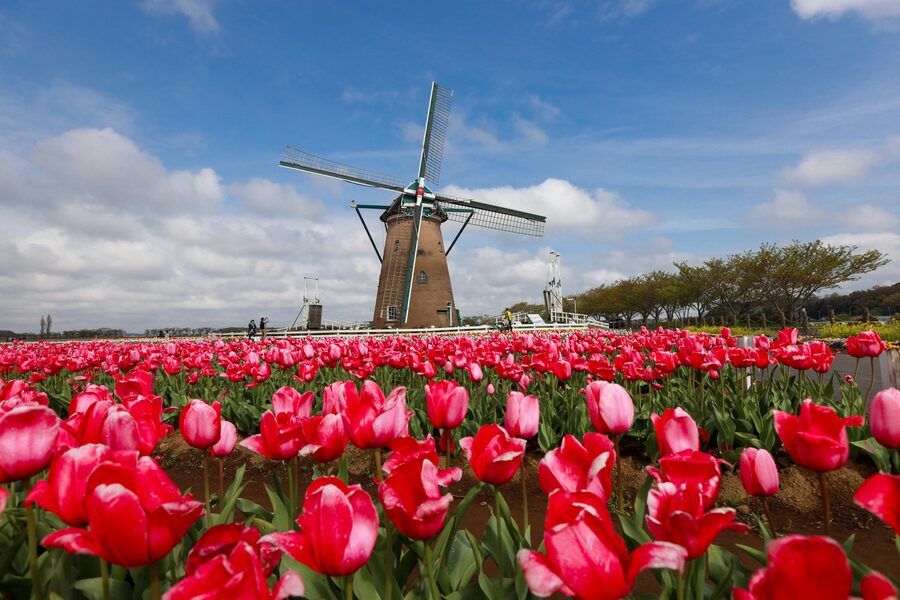 Tulip field with windmill in countryside