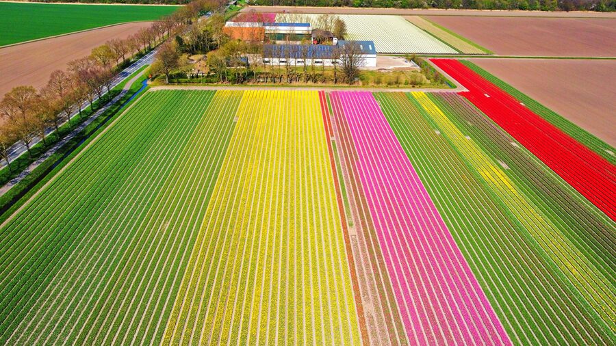 Aerial view of tulip fields in spring