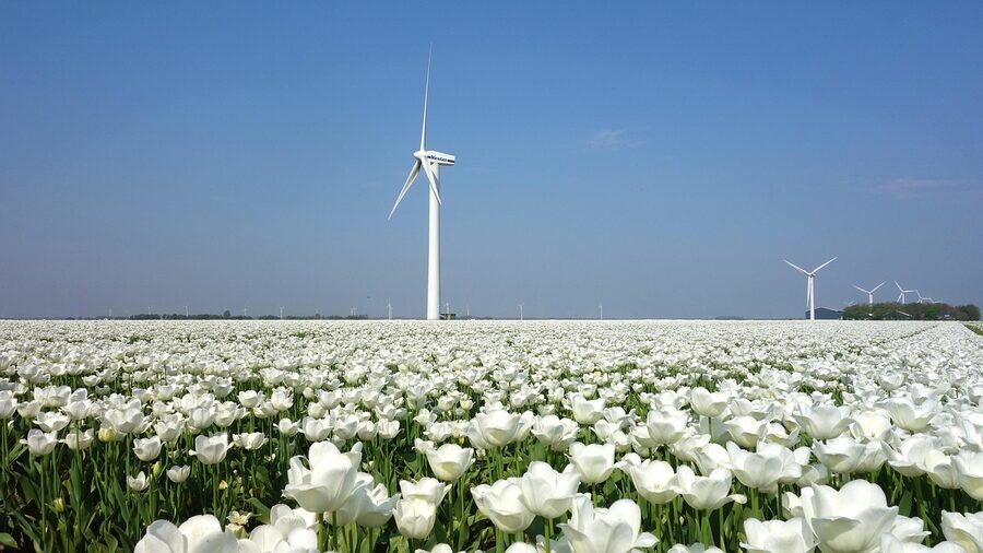 Tulip fields with windmill in spring