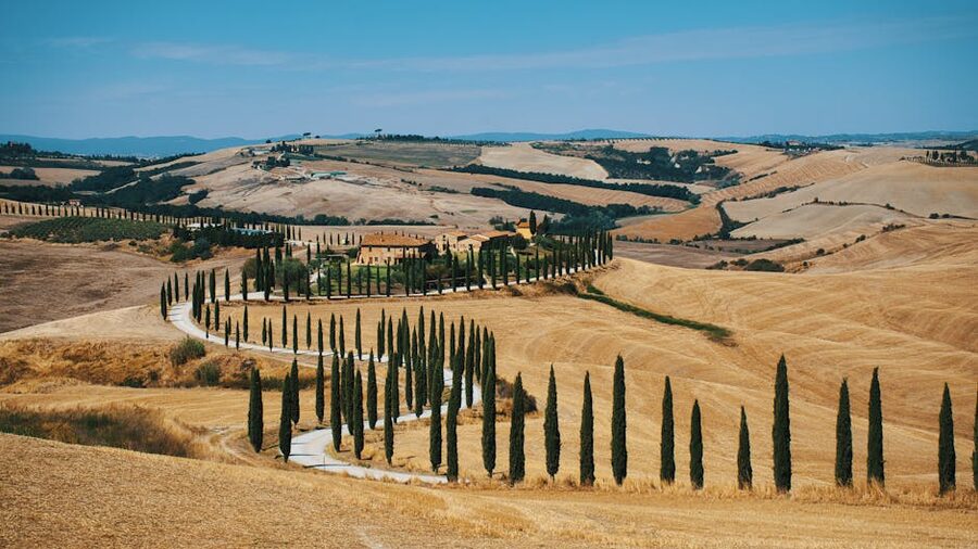 A Tuscan cypress-lined road winding past a rustic villa