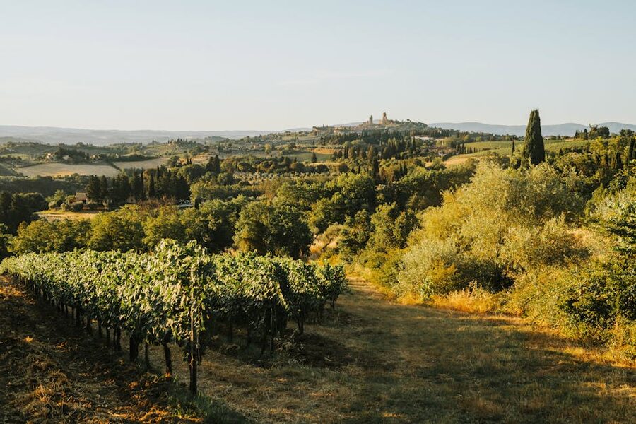 Rolling Tuscan vineyards in golden afternoon light