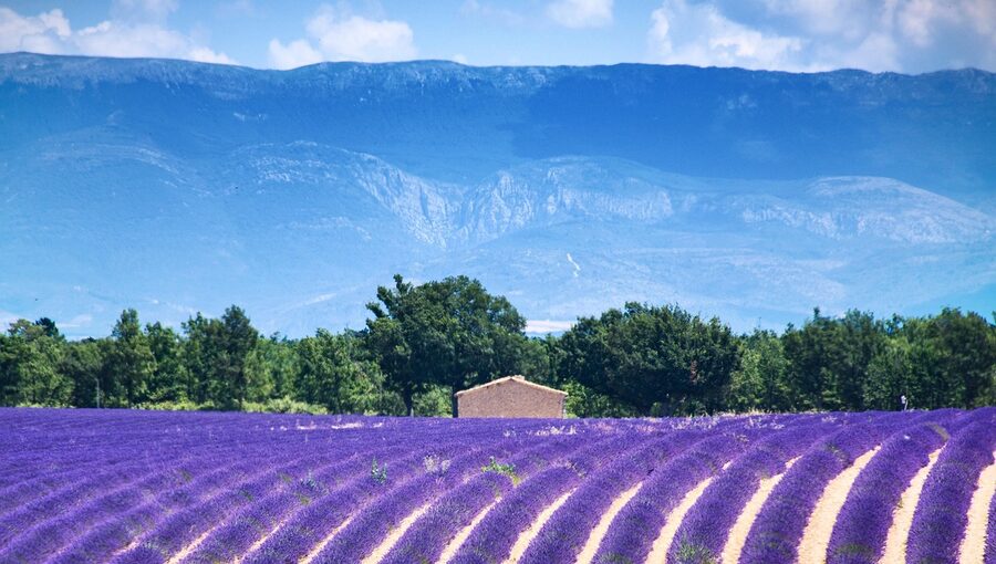 Valensole lavender fields under summer sky