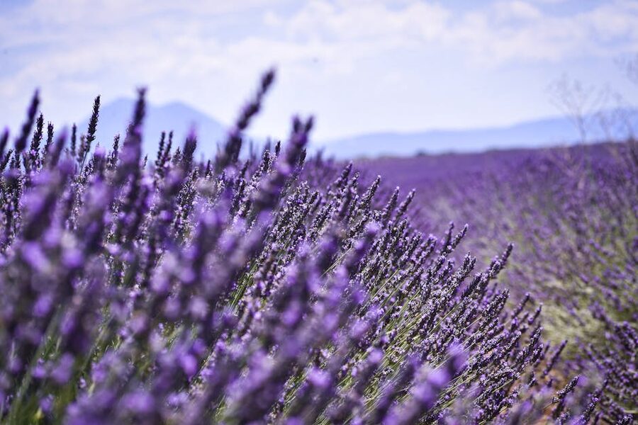 Close-up of lavender bloom in Provence