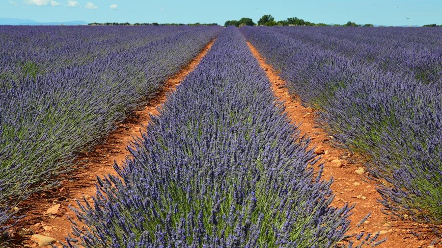 Valensole lavender field with rows stretching to horizon