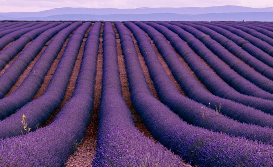 Lavender rows in peak bloom on the Valensole plateau
