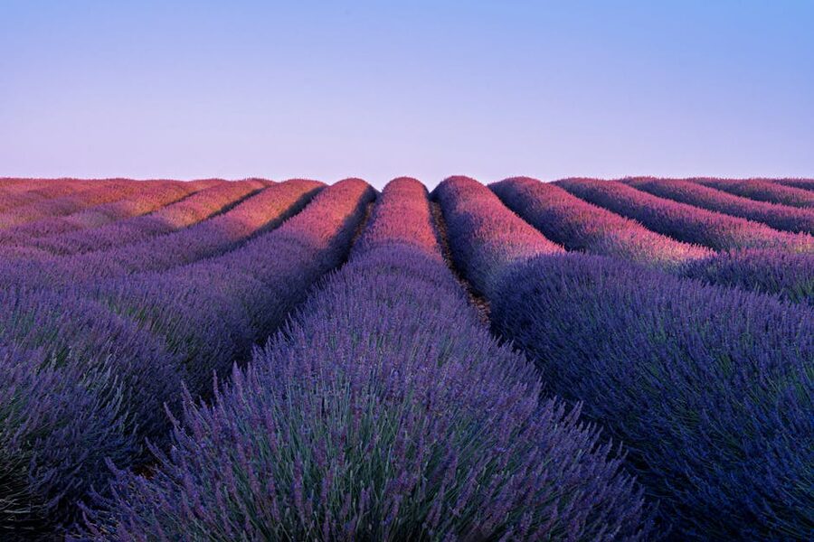 Valensole lavender rows at sunset in Provence