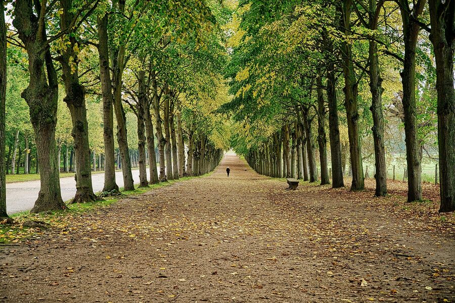 Tree-lined avenue in the gardens at Versailles