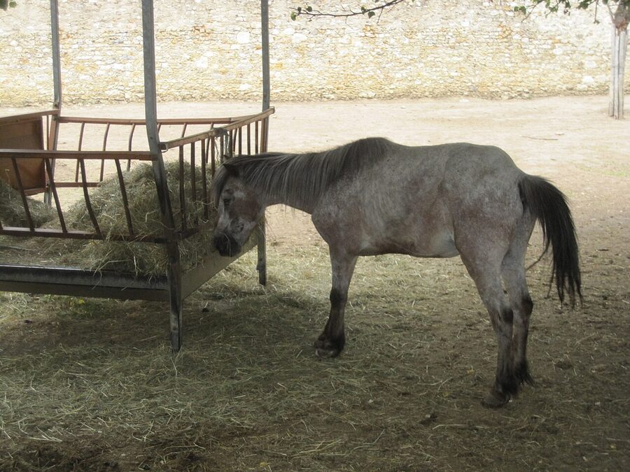 Pony at the Hameau de la Reine farm Versailles