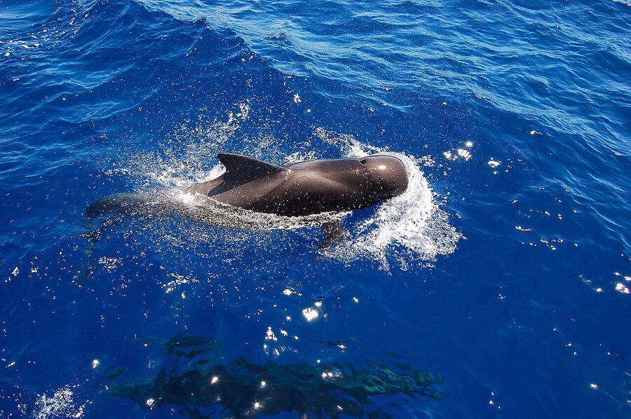 Pilot whales off the south coast of Tenerife