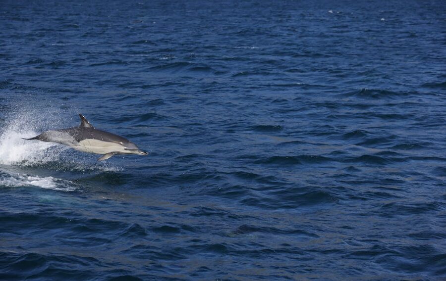 Bottlenose dolphin leaping in ocean