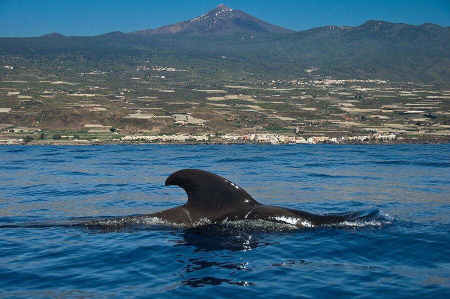 Calderon tropical pilot whale southern Tenerife coast