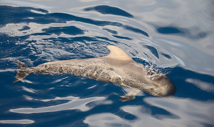 Whale Watching from Los Cristianos