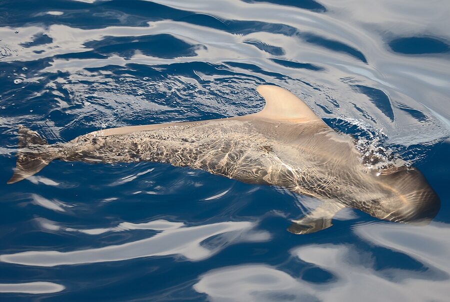 Pilot whale close-up off Tenerife