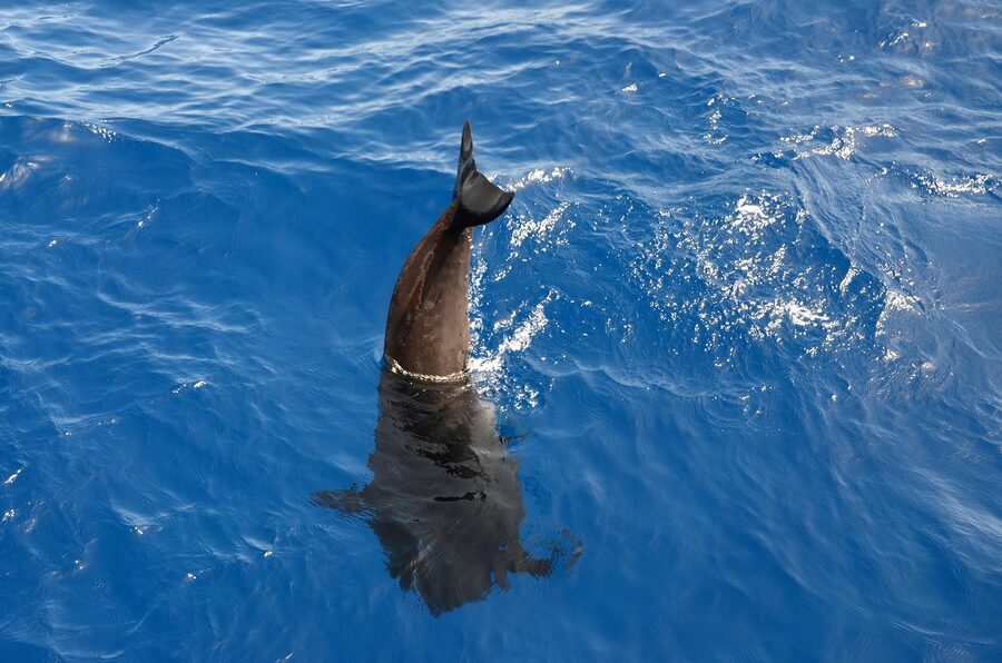 Pilot whale Atlantic surfacing for breath