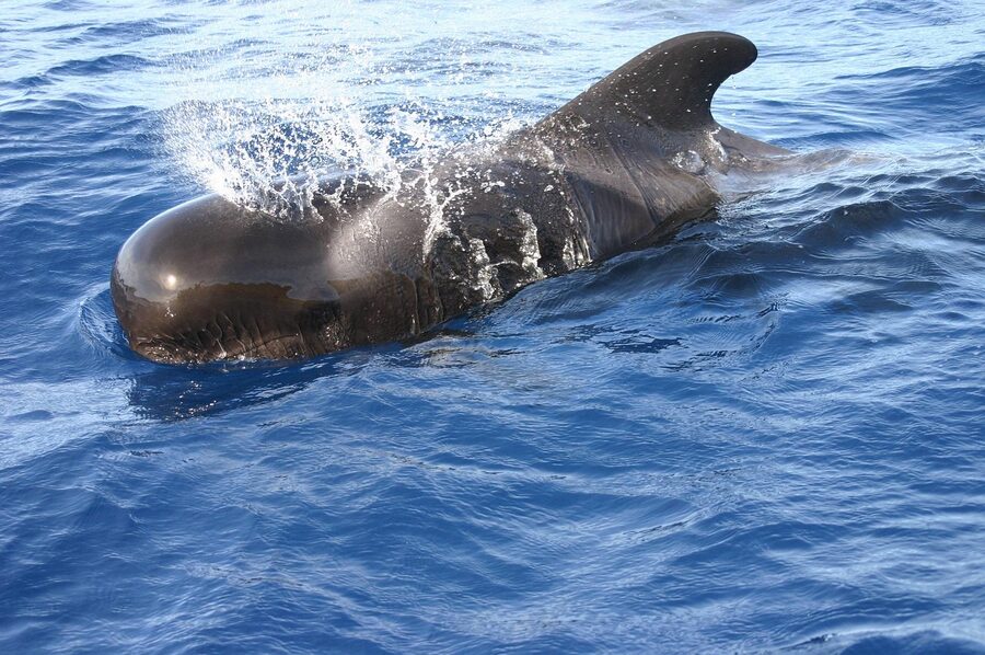Pilot whale Tenerife Canary Islands