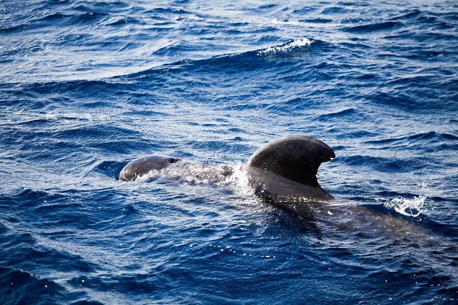 Pilot whale surfacing between Tenerife and La Gomera