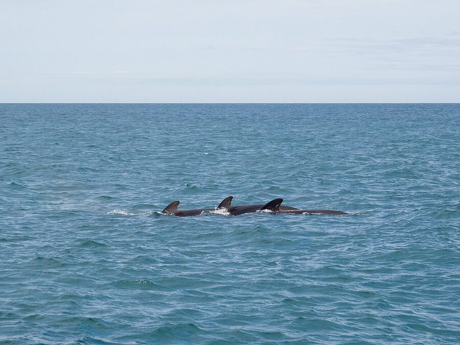Pod of pilot whales swimming in the Atlantic Ocean