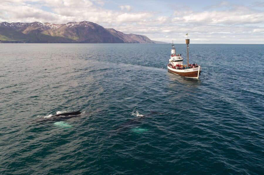 Tourists on a small boat watching a whale at sea