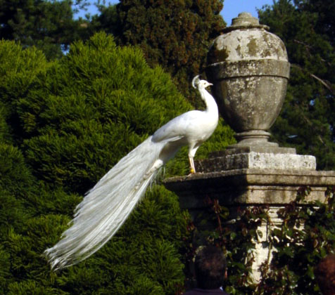 White peacock in the Isola Bella gardens