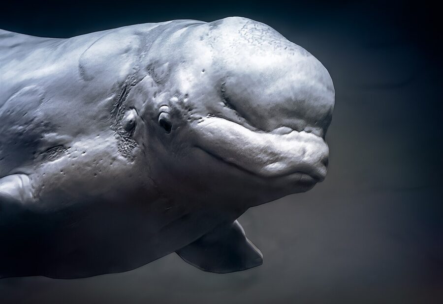 A beluga whale at an aquarium tank