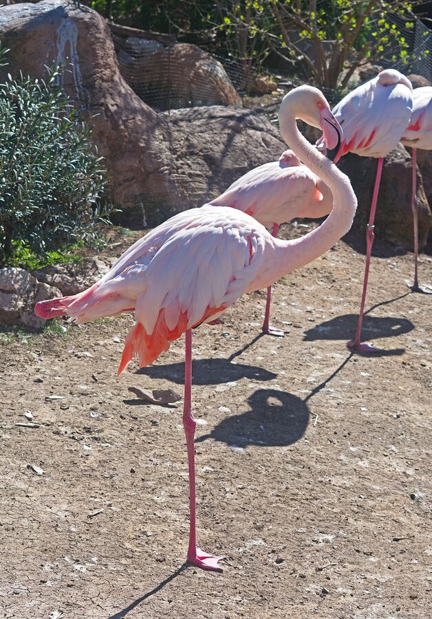 A flamingo in the Wetlands zone at Oceanografic Valencia