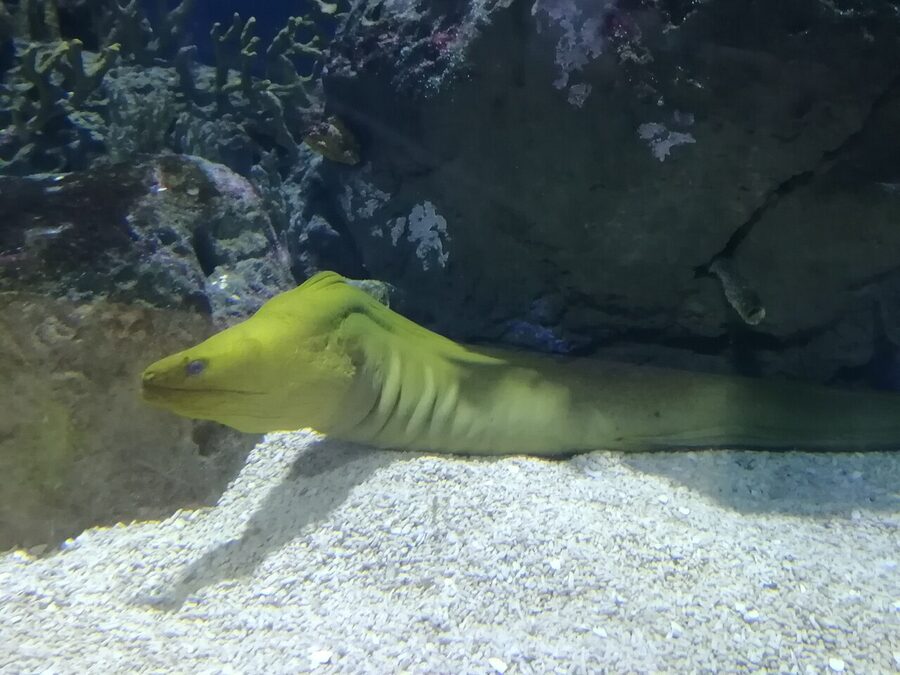 A moray eel in the Mediterranean tank at Oceanografic