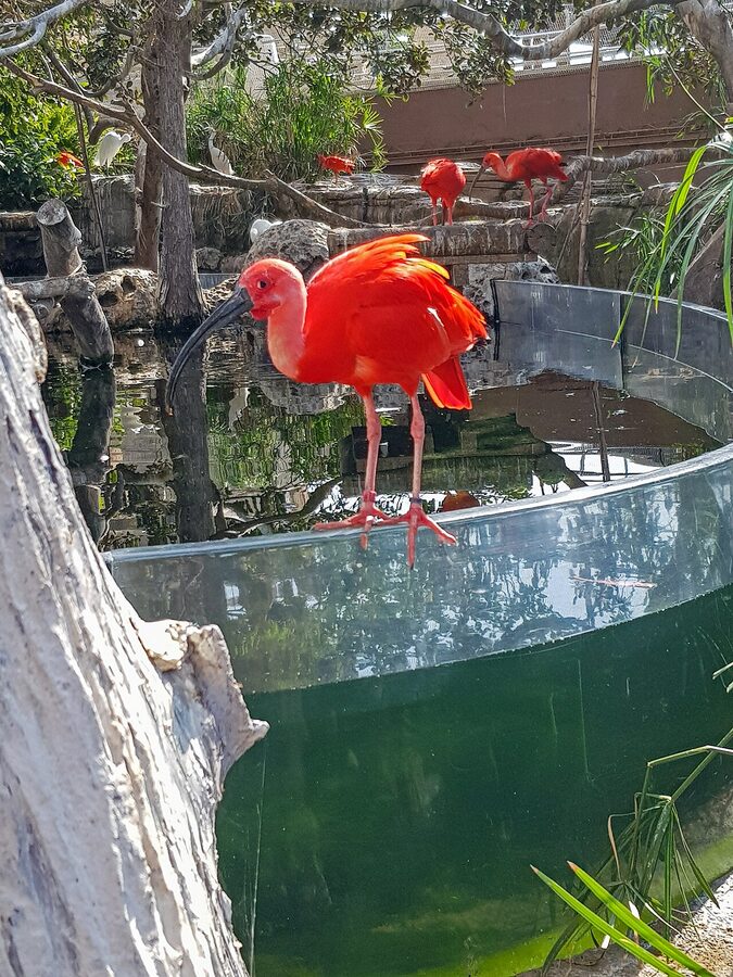 The mesh-domed aviary at Oceanografic Valencia