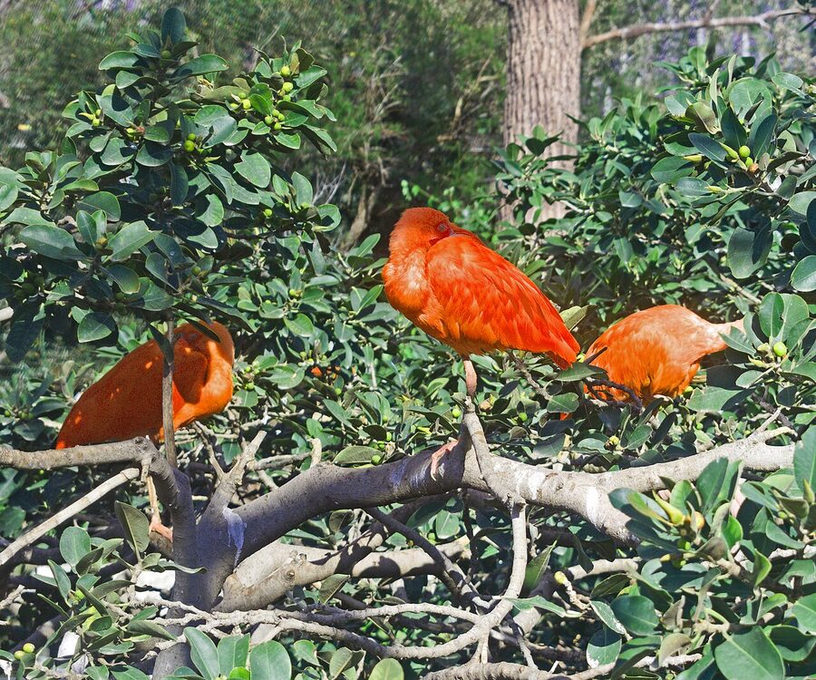 A scarlet ibis at Oceanografic Valencia