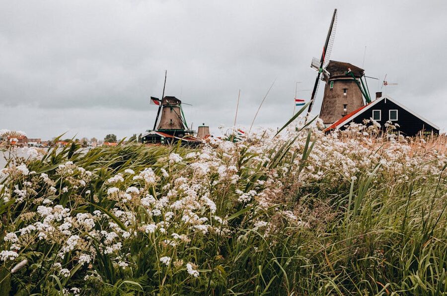 Wildflowers along the riverside path beside a Zaanse Schans windmill